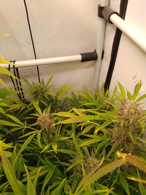 Tropicana Cookies Fresh Run. Week 6