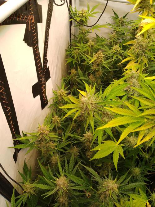 Tropicana Cookies Fresh Run. Week 6