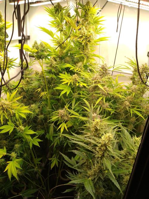 Tropicana Cookies Fresh Run. Week 6