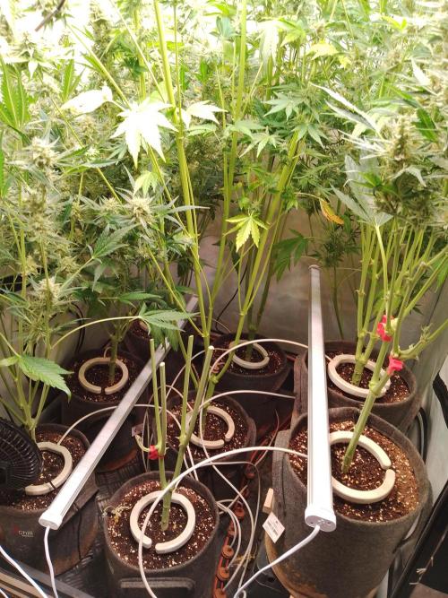 Tropicana Cookies Fresh Run. Week 6