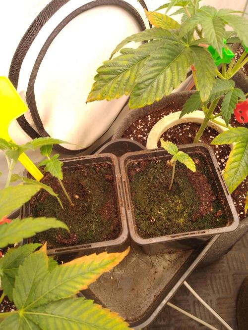 Sticky Broccoli Eternity GrowCup2026. Week 1