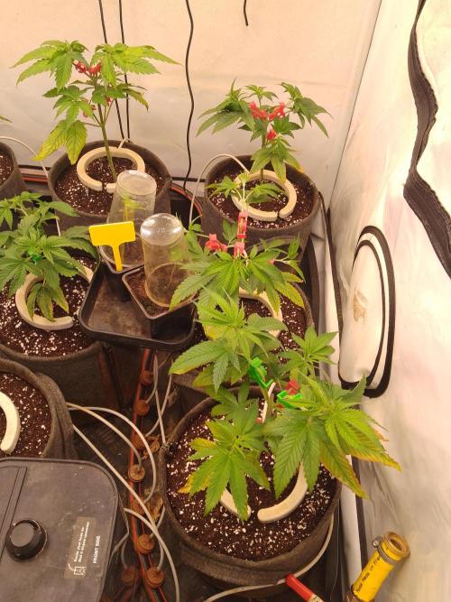 Black Cherry Cookies. Week 1