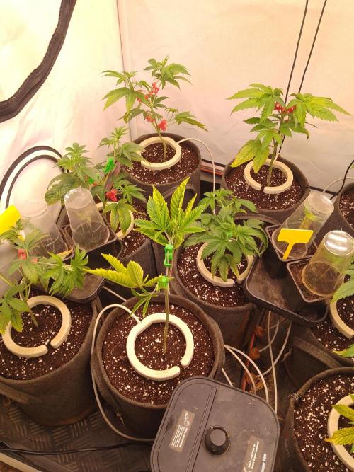 Black Cherry Cookies. Week 1