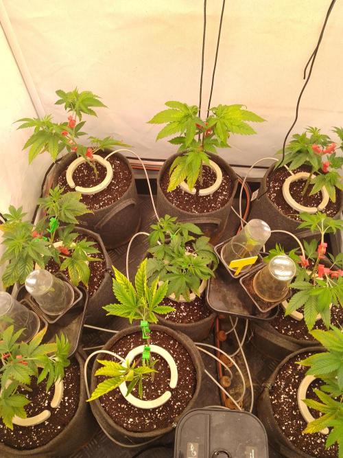 Black Cherry Cookies. Week 1