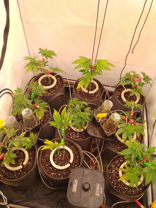 Black Cherry Cookies. Week 1