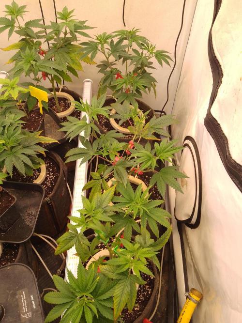 Black Cherry Cookies. Week 2