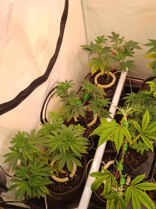 Black Cherry Cookies. Week 2