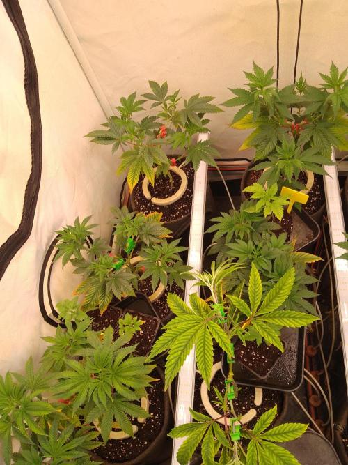 Black Cherry Cookies. Week 2