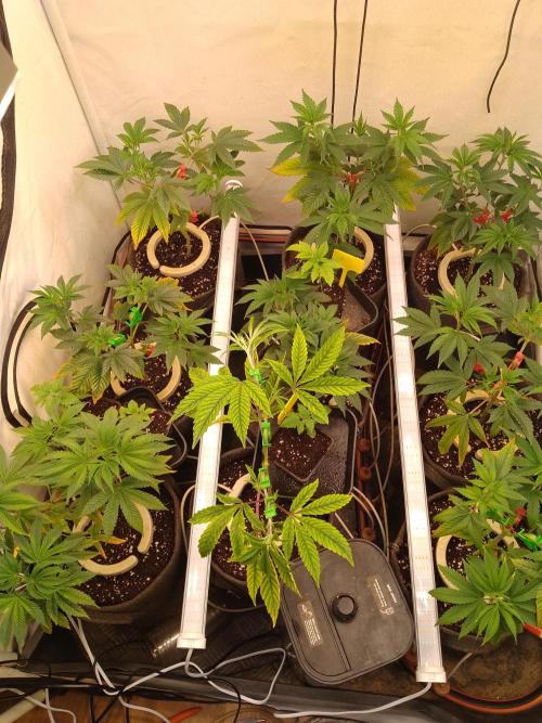 Black Cherry Cookies. Week 2