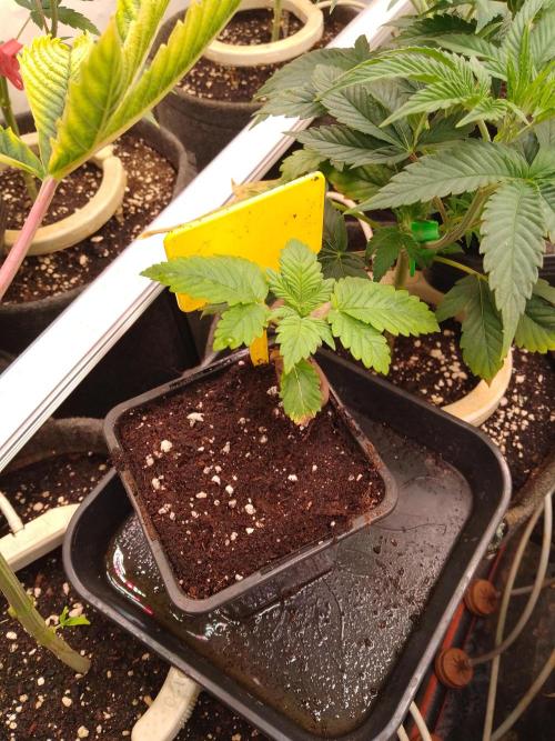 Sticky Broccoli Eternity GrowCup2026. Week 2