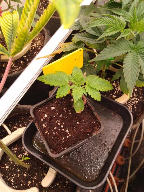 Sticky Broccoli Eternity GrowCup2026. Week 2