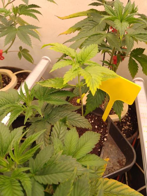 Sticky Broccoli Eternity GrowCup2026. Week 2