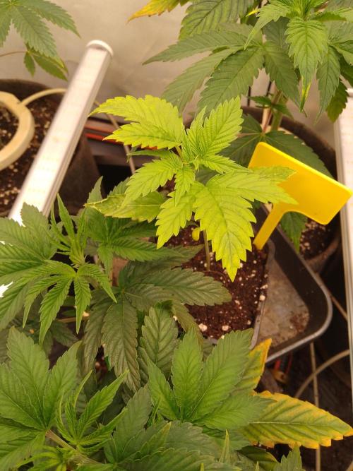 Sticky Broccoli Eternity GrowCup2026. Week 2