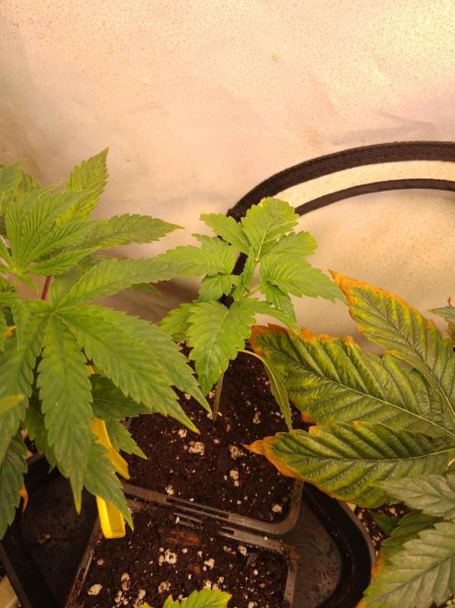 Sticky Broccoli Eternity GrowCup2026. Week 2