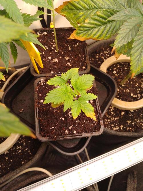 Sticky Broccoli Eternity GrowCup2026. Week 2