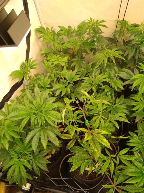 Black Cherry Cookies. Week 3