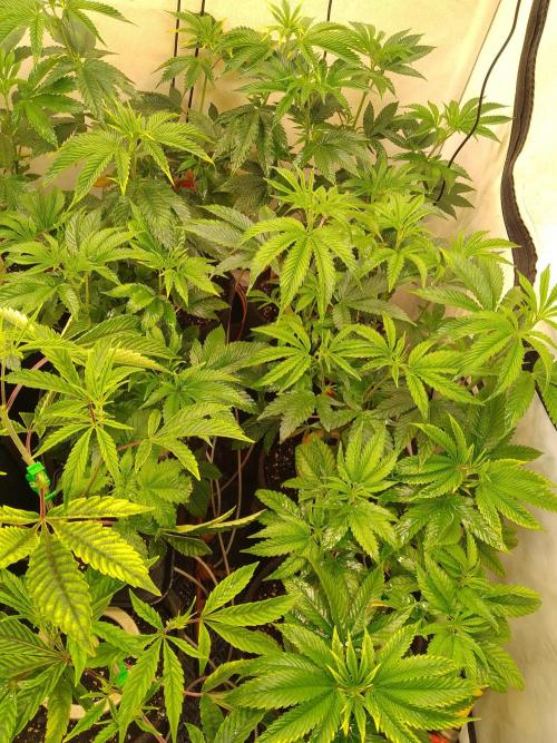 Black Cherry Cookies. Week 3