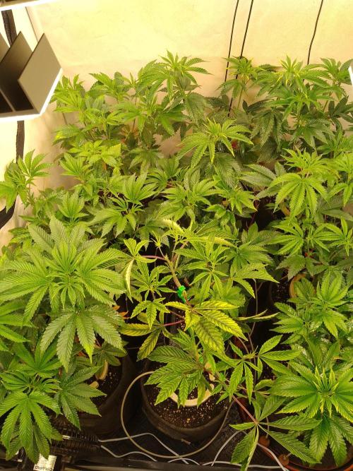 Black Cherry Cookies. Week 3