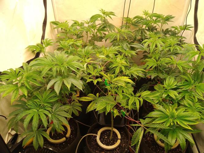 Black Cherry Cookies. Week 3