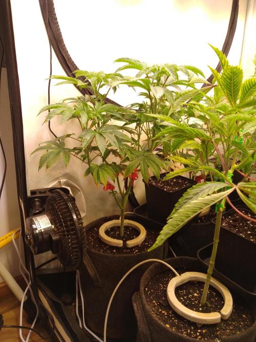 Black Cherry Cookies. Week 3