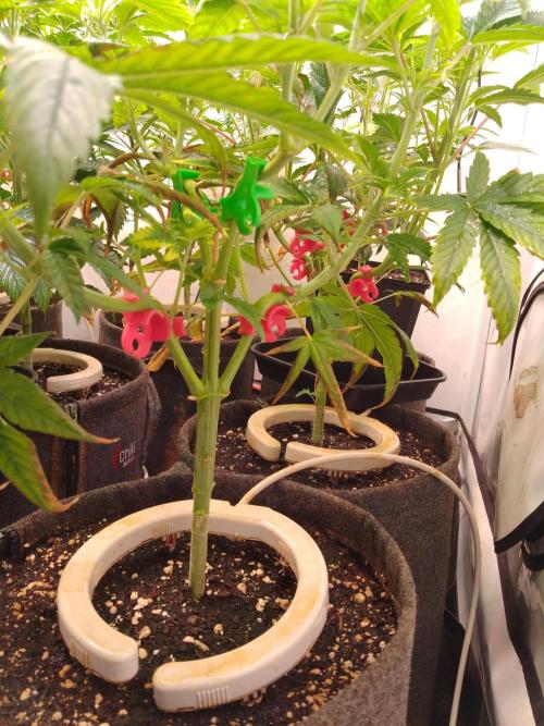 Black Cherry Cookies. Week 3