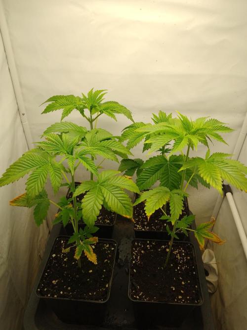 Sticky Broccoli Eternity GrowCup2026. Week 3