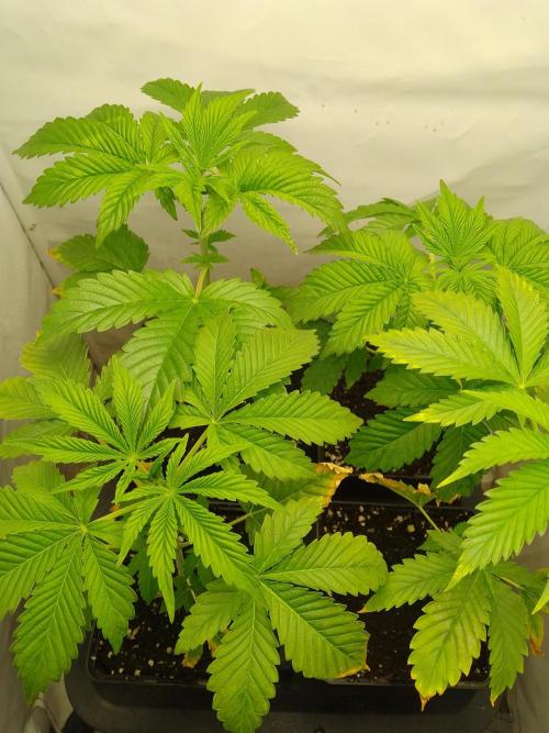 Sticky Broccoli Eternity GrowCup2026. Week 3