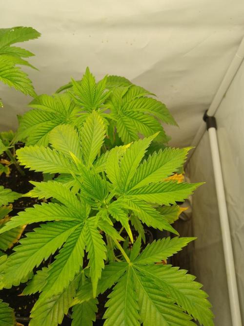 Sticky Broccoli Eternity GrowCup2026. Week 3