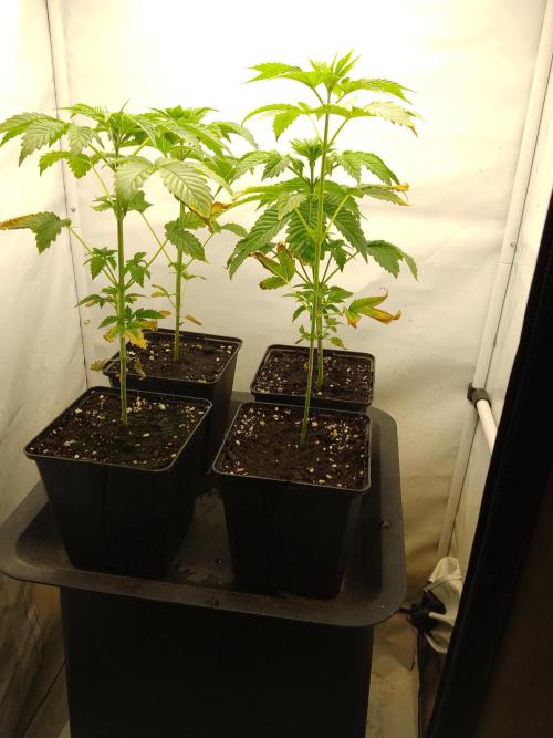 Sticky Broccoli Eternity GrowCup2026. Week 3