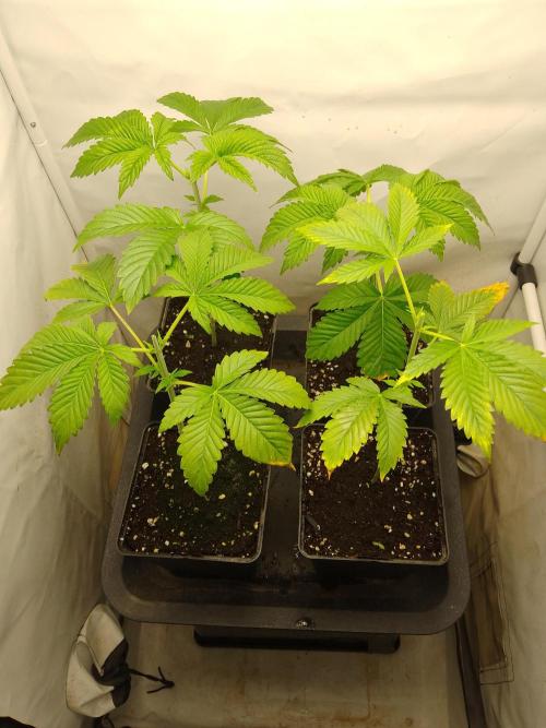 Sticky Broccoli Eternity GrowCup2026. Week 3