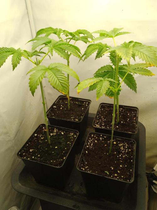 Sticky Broccoli Eternity GrowCup2026. Week 3