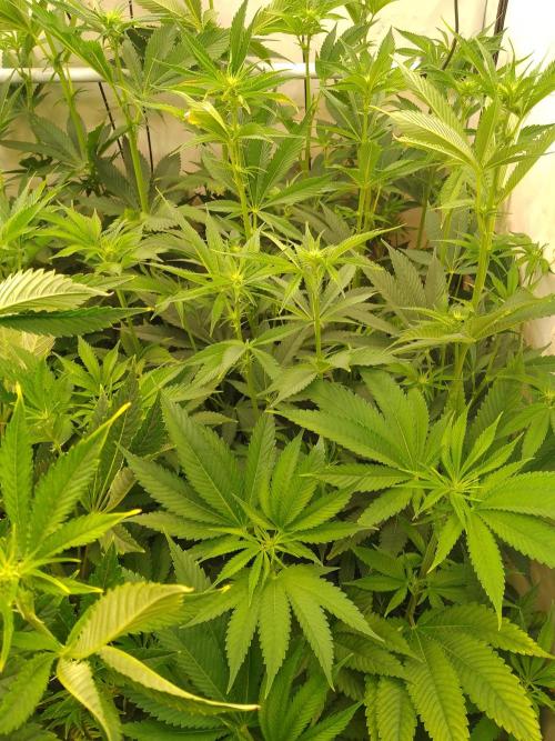 Black Cherry Cookies. Week 4