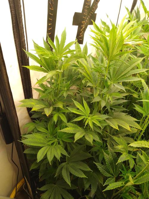 Black Cherry Cookies. Week 4