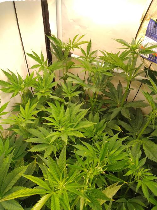 Black Cherry Cookies. Week 4