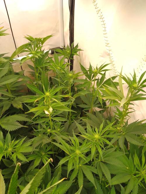 Black Cherry Cookies. Week 4