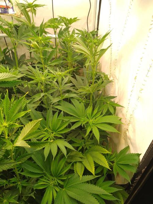 Black Cherry Cookies. Week 4