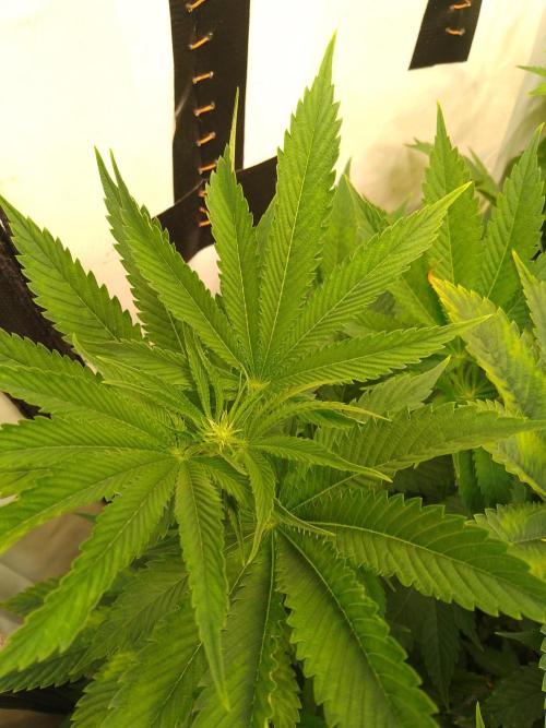 Black Cherry Cookies. Week 4