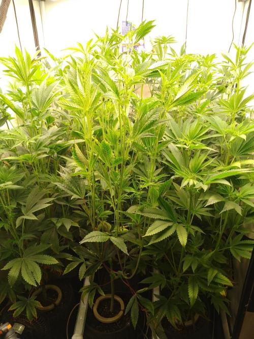 Black Cherry Cookies. Week 4