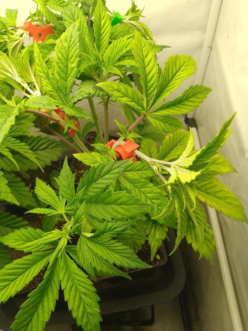 Sticky Broccoli Eternity GrowCup2026. Week 4