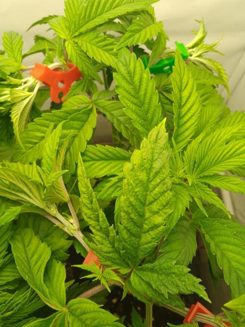 Sticky Broccoli Eternity GrowCup2026. Week 4