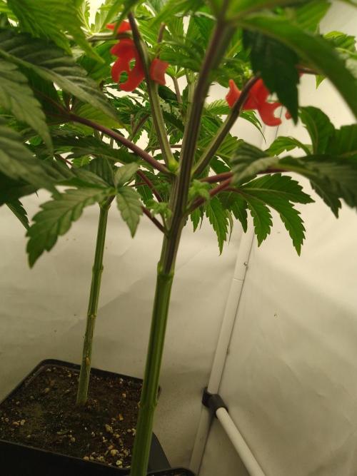 Sticky Broccoli Eternity GrowCup2026. Week 4