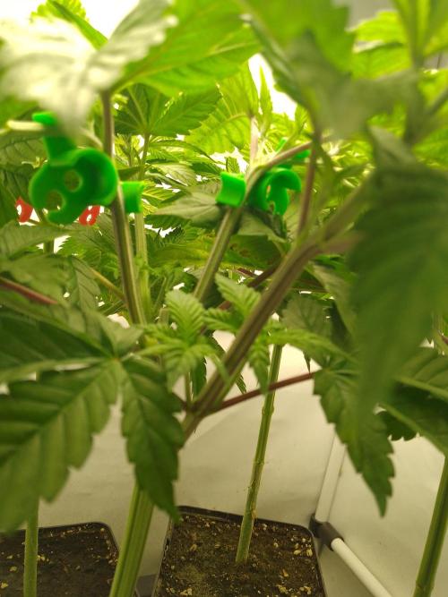 Sticky Broccoli Eternity GrowCup2026. Week 4