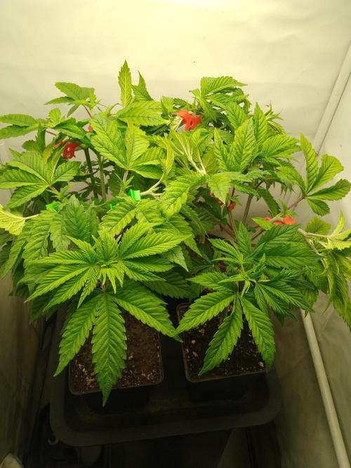 Sticky Broccoli Eternity GrowCup2026. Week 4