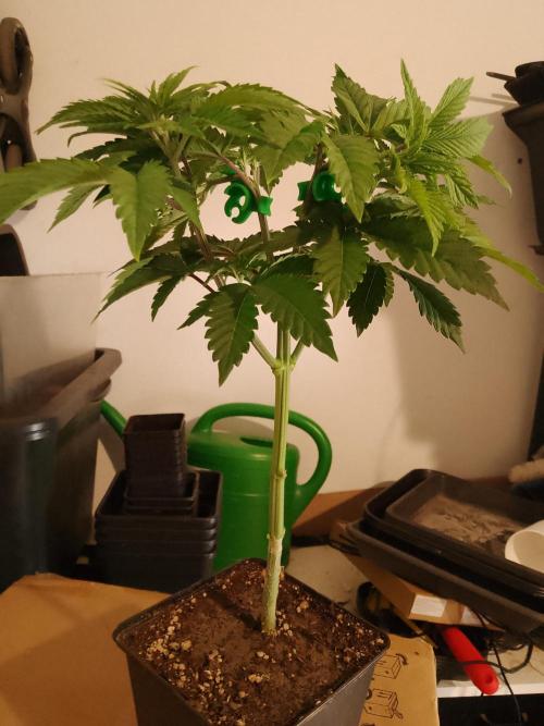 Sticky Broccoli Eternity GrowCup2026. Week 4