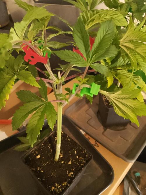 Sticky Broccoli Eternity GrowCup2026. Week 4