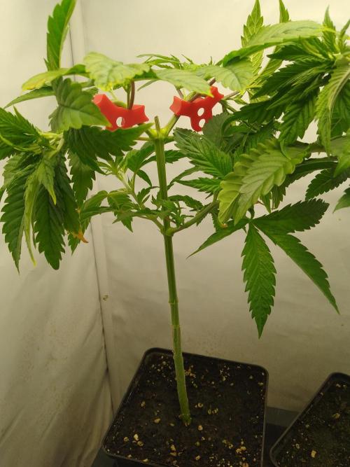 Sticky Broccoli Eternity GrowCup2026. Week 4