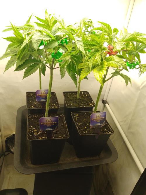 Sticky Broccoli Eternity GrowCup2026. Week 4
