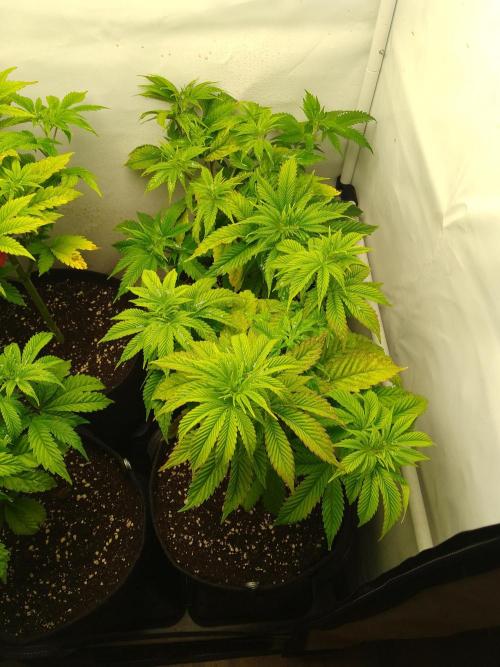 Sticky Broccoli Eternity GrowCup2026. Week 5