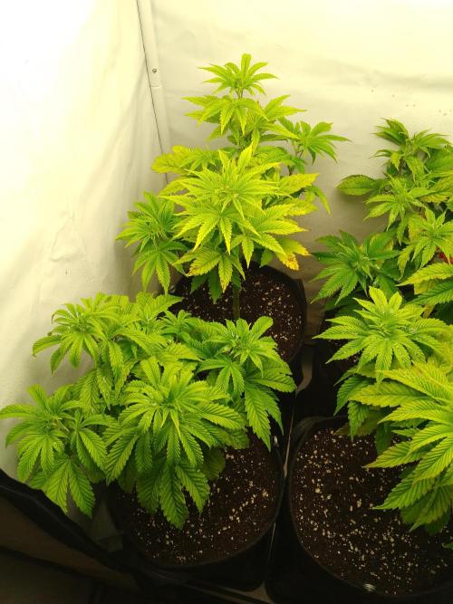 Sticky Broccoli Eternity GrowCup2026. Week 5