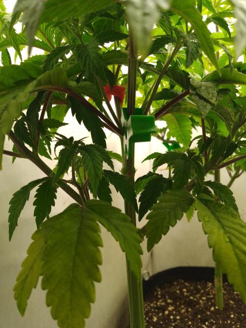 Sticky Broccoli Eternity GrowCup2026. Week 5